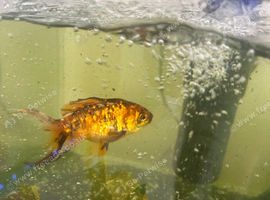 Goldfish free to a good home