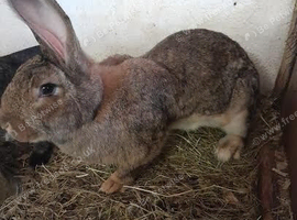 CONTINENTAL GIANT RABBIT FOR  SALE GIRL