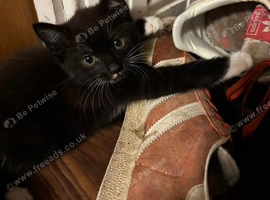 Kittens for sale