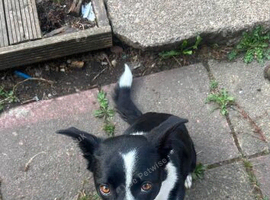 Female Border Collie