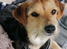 Yorkie Cross Jack Russell