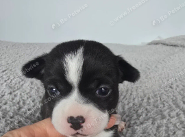 Beautiful mini chihuahuas puppies
