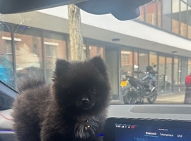 Pomeranian tea cup puppy