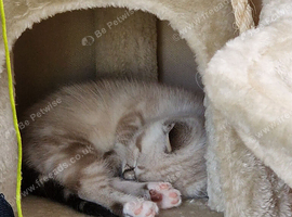Ragdoll kitten