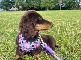 long haired miniature dachshund girl