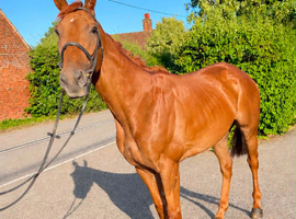 Very Smart Dressage/ Allrounder