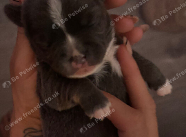 French bulldog x chihuahua puppies