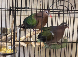 emerald dove Glasgow
