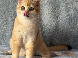 TICA Beautiful British Shorthair Kittens