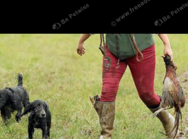 Kc cocker spaniel puppies