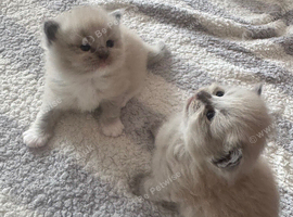 Pure ragdolls