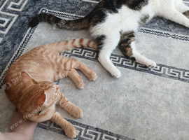 Kitten