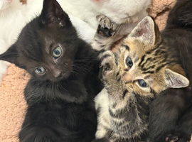 Kittens
