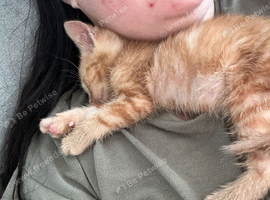 Witham Mixed bread shorthair kittens