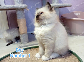 Ragdoll Kittens Looking for Loving Homes
