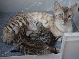 Bengal Girl Rosette Kitten