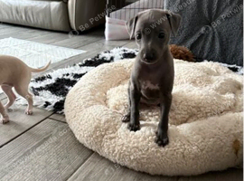 Stunning boy