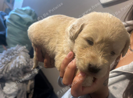 Labradoodle puppies for sale