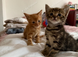 2 kittens/ you can get one aswell