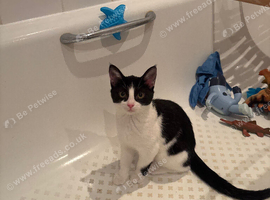 Female kitten