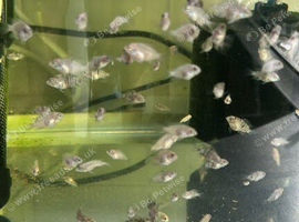 Marble convict cichlid baby&rsquo;s