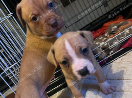 Mastiff cross puppies