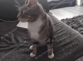 Kittens for sale