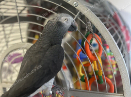 Timneh african grey