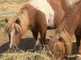 Super Shetland mare