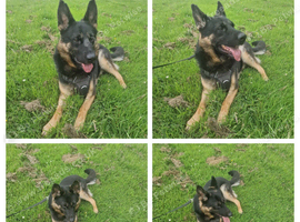 Male Shepherd