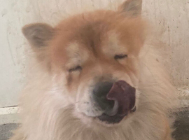 Chow chow