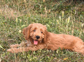 Last female cockapoo puppy