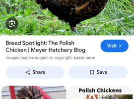 Wanted Polish Hatching Eggs