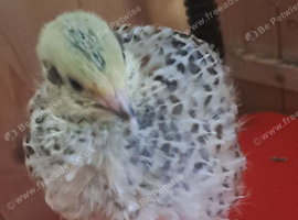 Jumbo quail