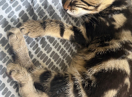 Beautiful Bengal cross kittens