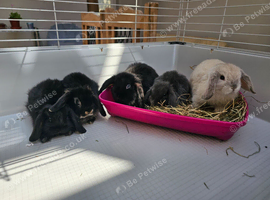 Baby mini lop bunnys