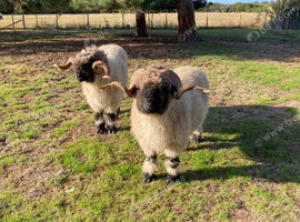 Registered Swiss valais ram