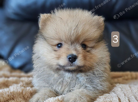 1 pomeranian boy