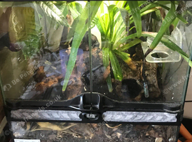 Mourning Gecko Colony & Bioactive Tank
