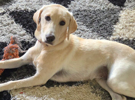 8 month old Labrador female