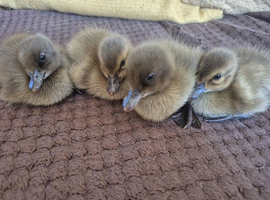 4 week old Khaki campbell ducklings