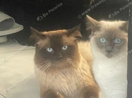 Breeding pair of ragdolls