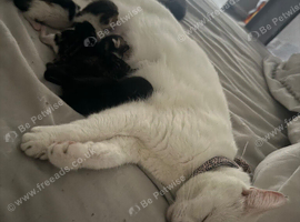 Kittens looking for a home