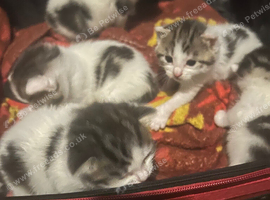 6 kittens