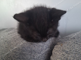 7 kittens for sale 8 weeks old