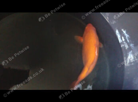 Koi Benigo