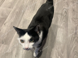 Affectionate Tuxedo Moggy Cat Looking for a Loving New Home