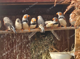 Young zebra finches