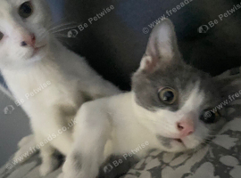 10 week old Grey & white female kitten NEEDS A HOME