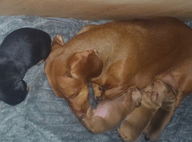 Daushund pups 4 wks old